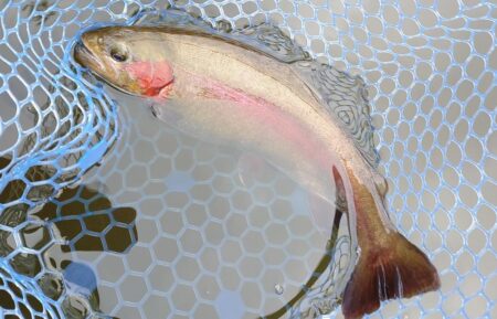 前半苦戦後半まあまあ ～岡崎トラウトポンド～